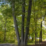 large trees and green landscape surrounding the office