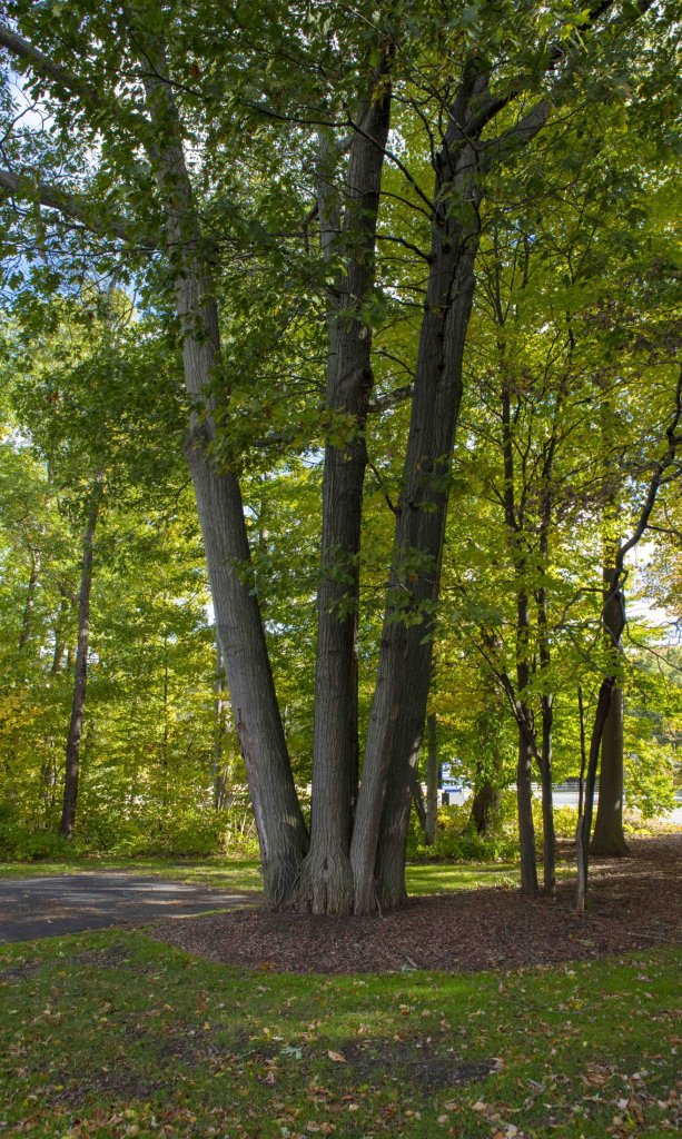 large trees and green landscape surrounding the office